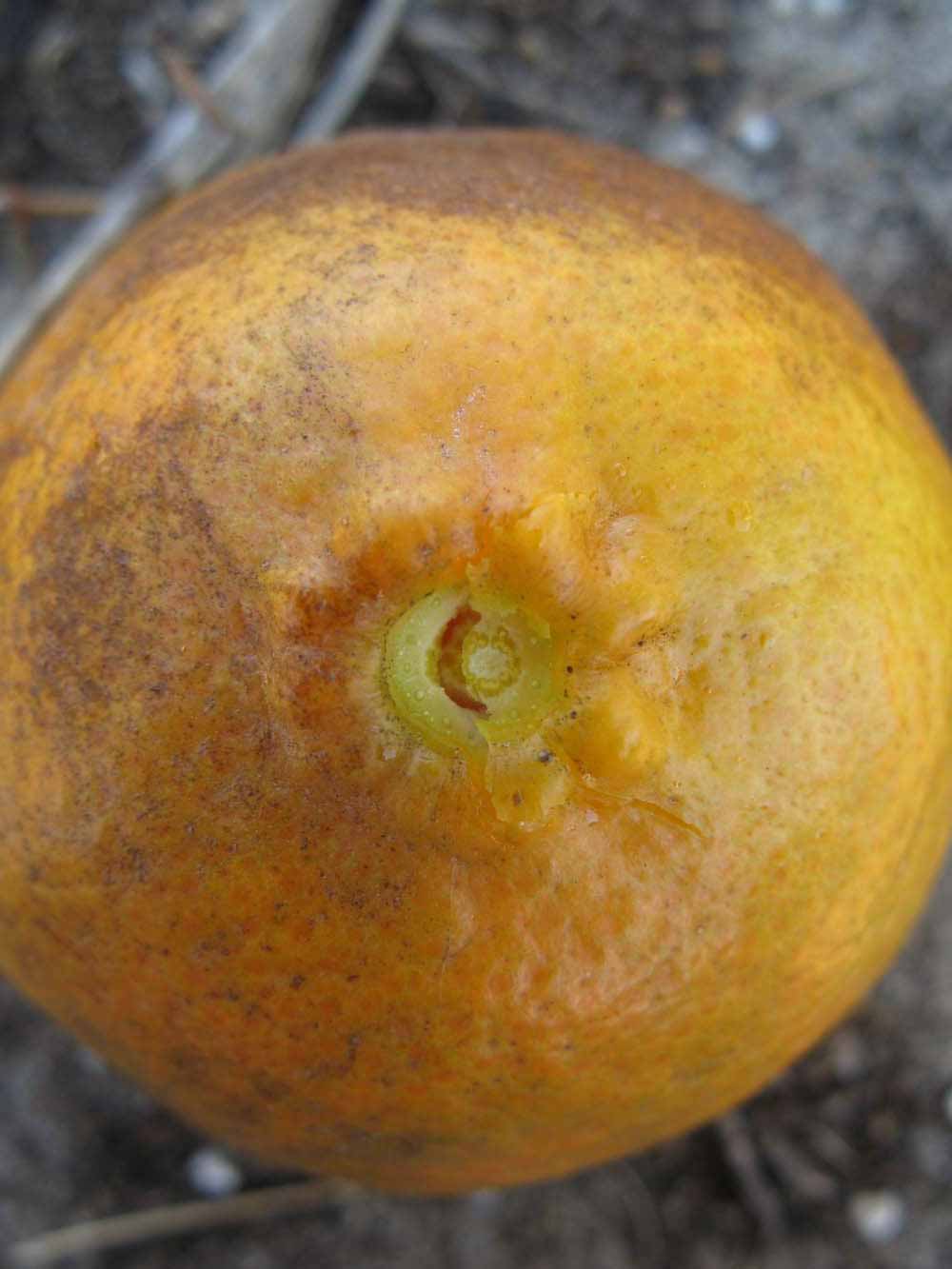              Fruit (Winter Haven, FL)       